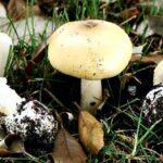 Cuidado com o limite de mortalidade: autoridades dos parques de East Bay alertam sobre cogumelos tóxicos