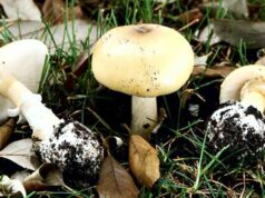 Cuidado com o limite de mortalidade: autoridades dos parques de East Bay alertam sobre cogumelos tóxicos Cuidado com o limite de mortalidade: autoridades dos parques de East Bay alertam sobre cogumelos tóxicos