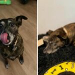 Dog walker adopts client's canine