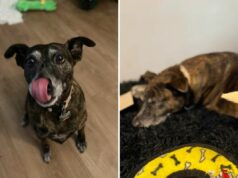 Dog Walker atende a ligação do cliente – não está preparado para sua última solicitação Dog walker adopts client's canine