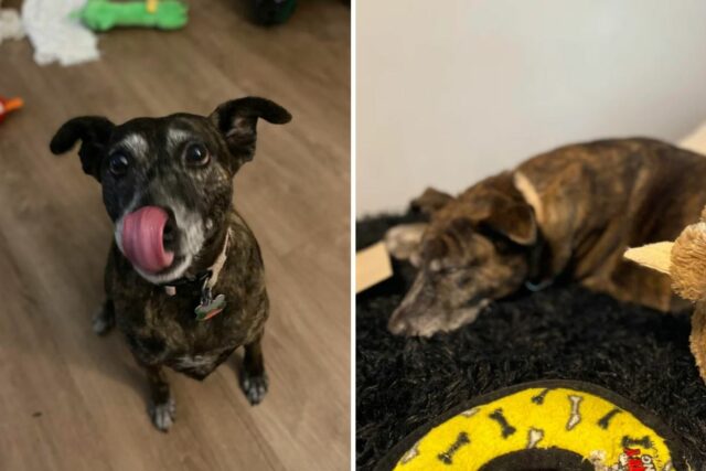 Dog walker adopts client's canine