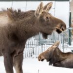 Ícone de conversão de texto em fala