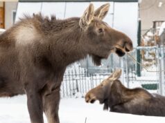 Dois alces são removidos do subúrbio de Calgary após chutarem um cachorro no quintal Ícone de conversão de texto em fala
