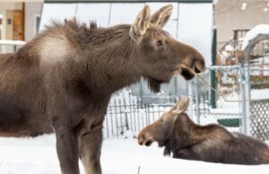 Dois alces são removidos do subúrbio de Calgary após chutarem um cachorro no quintal Ícone de conversão de texto em fala
