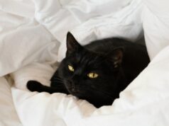 Donos de gatos trazem para casa o gatinho que resgataram, ninguém preparado para sua reação Donos de gatos trazem para casa o gatinho que resgataram, ninguém preparado para sua reação