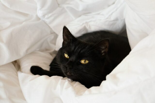 Donos de gatos trazem para casa o gatinho que resgataram, ninguém preparado para sua reação
