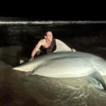 Enorme tubarão-touro capturado na costa de Queensland