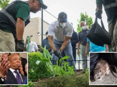 Eric Adams, obcecado por ratos, cria o ‘Escritório de Mitigação de Roedores’ em Nova York como presente de despedida Eric Adams, obcecado por ratos, cria o 'Escritório de Mitigação de Roedores' em Nova York como presente de despedida