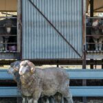 'Esperando por uma faísca': condições se alinham para recompensar os produtores de lã em 2026