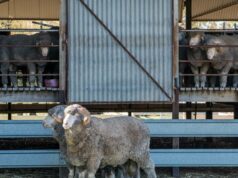 ‘Esperando por uma faísca’: condições se alinham para recompensar os produtores de lã em 2026 'Esperando por uma faísca': condições se alinham para recompensar os produtores de lã em 2026
