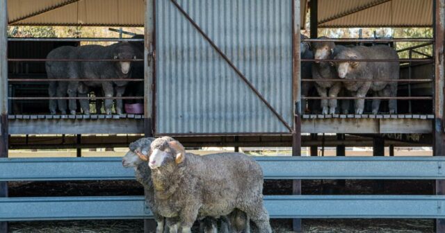 'Esperando por uma faísca': condições se alinham para recompensar os produtores de lã em 2026
