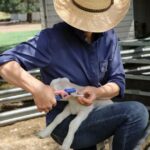 Estado a estado: as preocupações com o financiamento do eID crescem à medida que os produtores pagam a conta