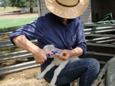 Estado a estado: as preocupações com o financiamento do eID crescem à medida que os produtores pagam a conta Estado a estado: as preocupações com o financiamento do eID crescem à medida que os produtores pagam a conta