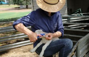 Estado a estado: as preocupações com o financiamento do eID crescem à medida que os produtores pagam a conta Estado a estado: as preocupações com o financiamento do eID crescem à medida que os produtores pagam a conta