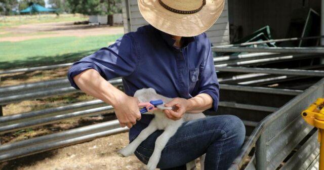 Estado a estado: as preocupações com o financiamento do eID crescem à medida que os produtores pagam a conta
