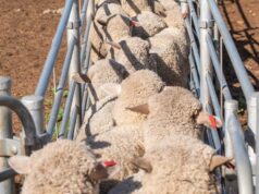 Estado por estado: onde estão os planos obrigatórios de alívio da dor e o que vem a seguir Estado por estado: onde estão os planos obrigatórios de alívio da dor e o que vem a seguir