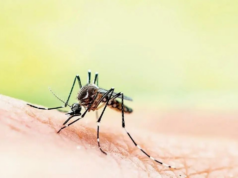 Estudo: Casos de malária e dengue aumentam rapidamente devido às mudanças climáticas Estudo: Casos de malária e dengue aumentam rapidamente devido às mudanças climáticas