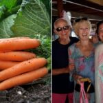 Família perde o controle por causa de cenoura proibida para ser preparada para a ceia de Natal