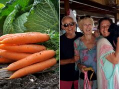 Família perde o controle por causa de cenoura proibida para ser preparada para a ceia de Natal Família perde o controle por causa de cenoura proibida para ser preparada para a ceia de Natal