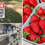 Fantasmas do passado agrícola: 10 escândalos que definiram a agricultura australiana