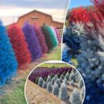 As árvores coloridas.