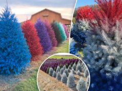 Fazenda de árvores de Natal destruída por vender abetos ‘horríveis’ pintados com spray: ‘Um não para mim’ As árvores coloridas.