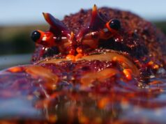 Ferver caranguejos e lagostas vivos será proibido na repressão aos direitos dos animais no Reino Unido Ferver caranguejos e lagostas vivos será proibido na repressão aos direitos dos animais no Reino Unido