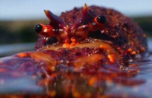 Ferver caranguejos e lagostas vivos será proibido na repressão aos direitos dos animais no Reino Unido Ferver caranguejos e lagostas vivos será proibido na repressão aos direitos dos animais no Reino Unido