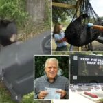 Flórida inicia primeira caça ao urso negro em uma década, apesar da resistência