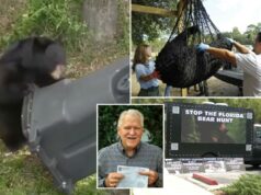 Flórida inicia primeira caça ao urso negro em uma década, apesar da resistência Flórida inicia primeira caça ao urso negro em uma década, apesar da resistência