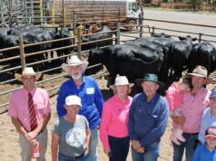 Forte demanda e ofertas de qualidade na promoção de novilhas Supreme Springing Forte demanda e ofertas de qualidade na promoção de novilhas Supreme Springing