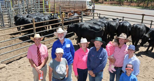 Forte demanda e ofertas de qualidade na promoção de novilhas Supreme Springing
