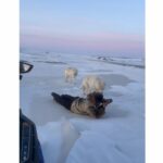 Arctic wolves approaching photographers in Canada.