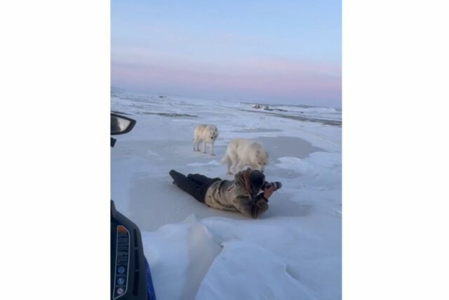 Arctic wolves approaching photographers in Canada.