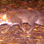 DNP/Panthera Tailândia Novas imagens da DNP e Panthera da Tailândia comprovam a existência e redescoberta de um dos gatos selvagens mais ameaçados e menos conhecidos do mundo, o gato de cabeça chata, no Santuário de Vida Selvagem Princesa Sirindhorn da Tailândia.