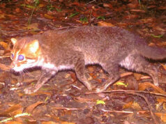 Fotos chocantes revelam que um gato raro de cabeça chata considerado ‘possivelmente extinto’ retornou após 29 anos DNP/Panthera Tailândia Novas imagens da DNP e Panthera da Tailândia comprovam a existência e redescoberta de um dos gatos selvagens mais ameaçados e menos conhecidos do mundo, o gato de cabeça chata, no Santuário de Vida Selvagem Princesa Sirindhorn da Tailândia.