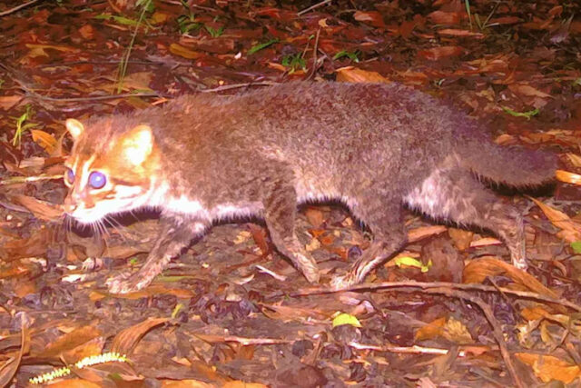DNP/Panthera Tailândia Novas imagens da DNP e Panthera da Tailândia comprovam a existência e redescoberta de um dos gatos selvagens mais ameaçados e menos conhecidos do mundo, o gato de cabeça chata, no Santuário de Vida Selvagem Princesa Sirindhorn da Tailândia.
