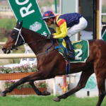 Fynbos supera mais de 1000 rivais da Guiné