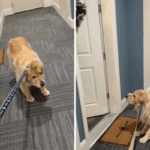 Golden Retriever se recusa a sair – então o proprietário percebe quem está em casa