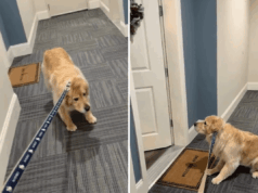 Golden Retriever se recusa a sair – então o proprietário percebe quem está em casa Golden Retriever se recusa a sair – então o proprietário percebe quem está em casa
