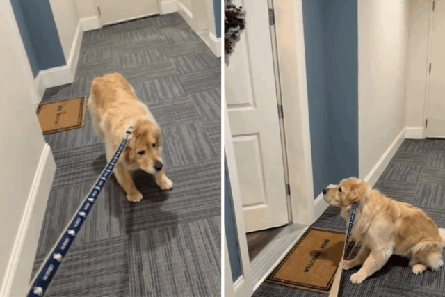 Golden Retriever se recusa a sair – então o proprietário percebe quem está em casa
