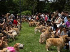 Golden Retrievers alcançam recorde mundial de maior número de pessoas reunidas em um parque ao mesmo tempo 1208-Golden-Retriever-SUB-2