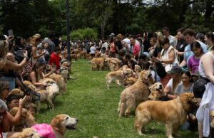 Golden Retrievers alcançam recorde mundial de maior número de pessoas reunidas em um parque ao mesmo tempo 1208-Golden-Retriever-SUB-2
