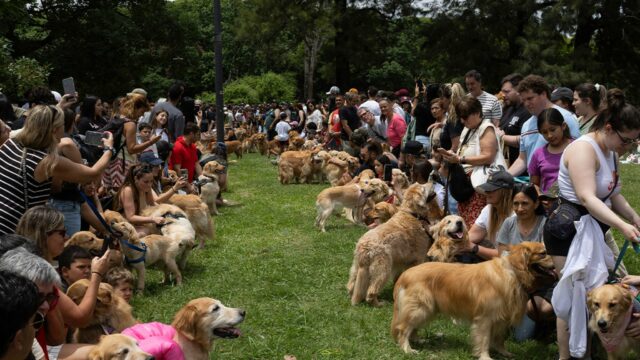 Golden Retrievers alcançam recorde mundial de maior número de pessoas 1208-Golden-Retriever-SUB-2