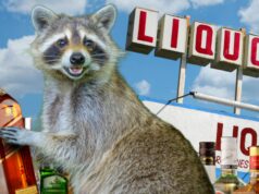 Guaxinim bêbado apreendido após saquear loja de bebidas, veja as fotos guaxinim bêbado getty 1