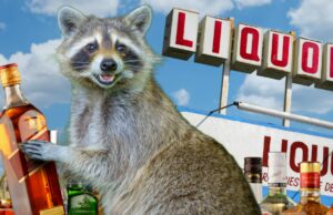 Guaxinim bêbado apreendido após saquear loja de bebidas, veja as fotos guaxinim bêbado getty 1