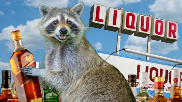 guaxinim bêbado getty 1