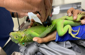 Ilhota desabitada do Caribe se transforma em ninho de amor para iguanas criticamente ameaçadas de extinção Yahoo news home