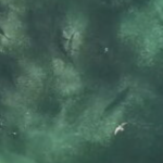 Imagens impressionantes mostram tubarões se alimentando freneticamente na praia de NSW