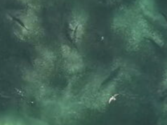 Imagens impressionantes mostram tubarões se alimentando freneticamente na praia de NSW Imagens impressionantes mostram tubarões se alimentando freneticamente na praia de NSW